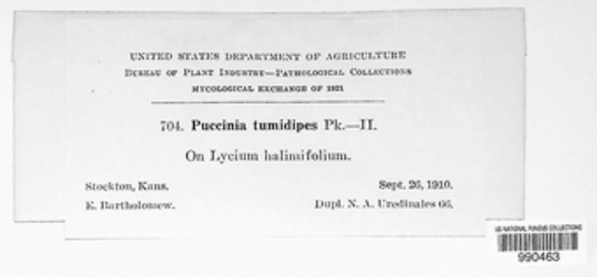 Puccinia tumidipes image